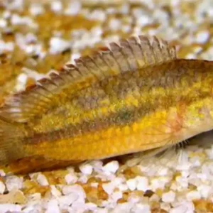 Sale Goldkopf Zwergbuntbarsch (Nannacara aureocephalus)